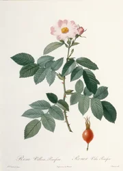 Rosa villosa, pomifera (Apfelrose), graviert von Chapuy, aus 
